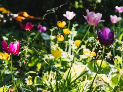 FlowerImage_unsplash (1)