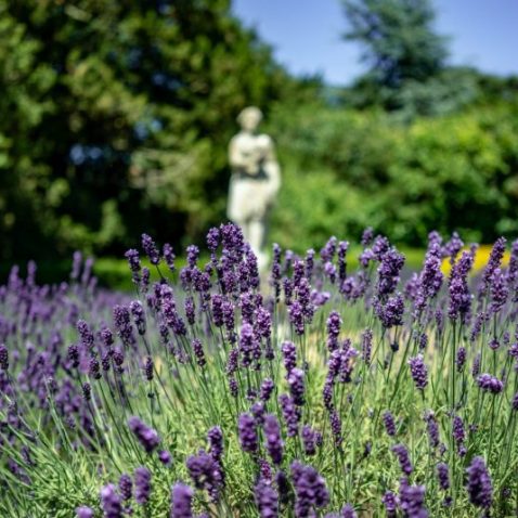 lavendar with status background in garden