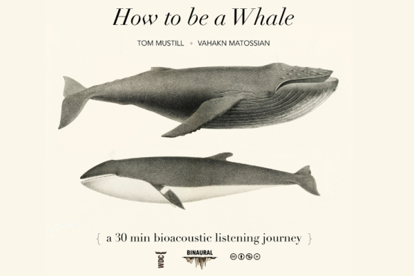 How to be a Whale: Whale Song Sound Bath and Q&A