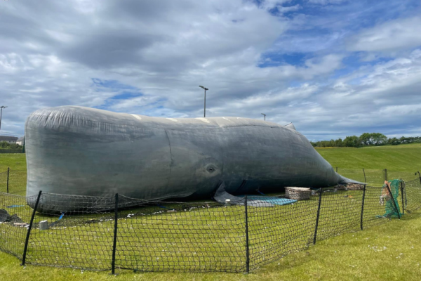 The Whale